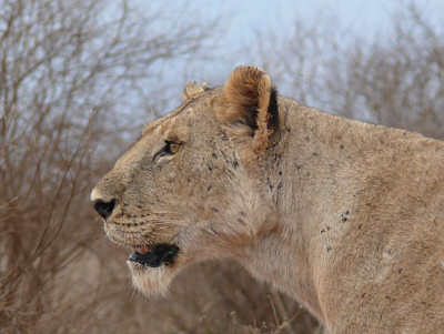 Löwen im Tsavo East Nationalpark