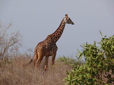 Giraffe im Tsavo East Nationalpark