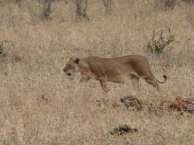 Löwin im Tsavo East Nationalpark