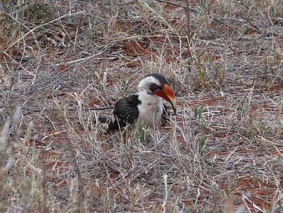 Rotschnabeltoko im Tsavo East Nationalpark
