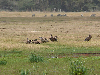 Weißrücken- und Sperbergeier, ganz rechts ein Ohrengeier und im Vordergrund ein Waffenkiebitz im Amboseli Nationalpark