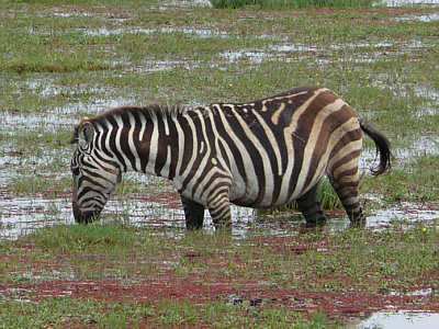 Zebra im Amboseli Nationalpark