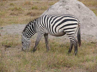 Zebra im Amboseli Nationalpark