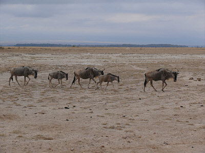 Gnus im Amboseli Nationalpark