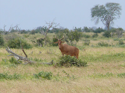 Kuhantilope im Tsavo East Nationalpark