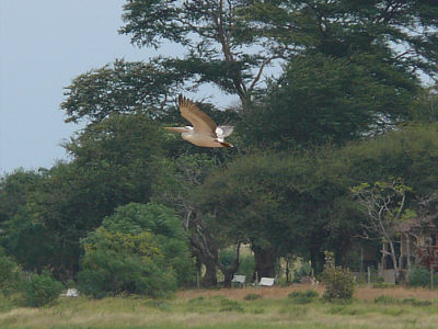 Pelikan am Aruba Damm im Tsavo East Nationalpark