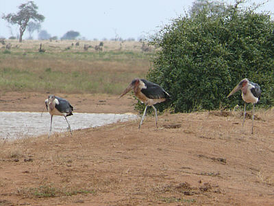 Marabus am Aruba Damm im Tsavo East Nationalpark