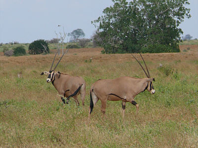 Oryx-Antilopen im Tsavo East Nationalpark