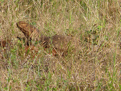 Steppenwaran im Tsavo East Nationalpark