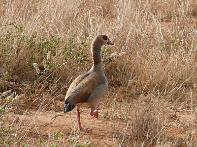 Nilgans im Tsavo East Nationalpark