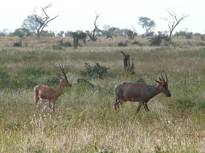 Topi und Grantgazelle im Tsavo East Nationalpark