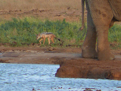 Schabrackenschakal im Tsavo East Nationalpark