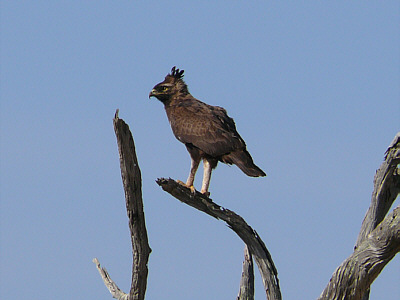 Schopfadler im Tsavo East Nationalpark