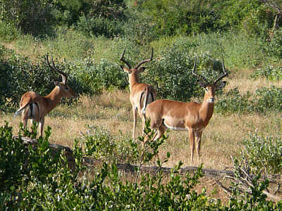 Impalaböcke im Tsavo East Nationalpark