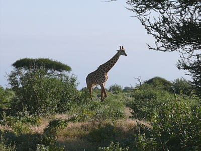 Giraffenbulle im Tsavo East Nationalpark