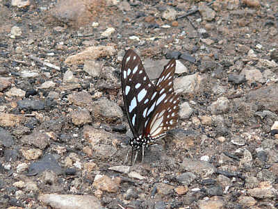 Schmetterling an der Diani Beach