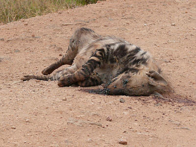 Tote Tüpfelhyäne im Tsavo West Nationalpark