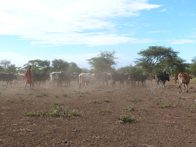 Maasaihirte mit Kuhherde