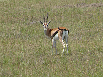 Thomsongazelle in der Maasai Mara