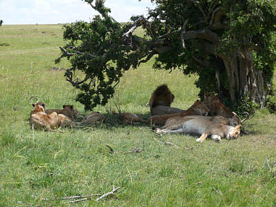 Lwenrudel in der Maasai Mara