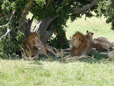 Lwen in der Maasai Mara