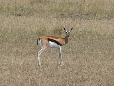 Thomsongazelle in der Maasai Mara