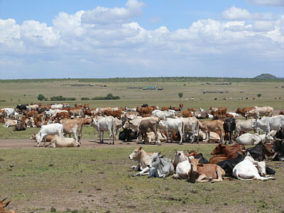 Rinder - der Stolz der Maasai am Talek River / Maasai Mara