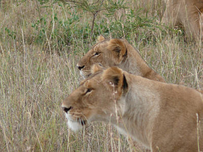 Lwinnen in der Maasai Mara