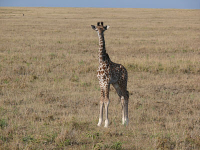 Junge Giraffe in der Maasai Mara