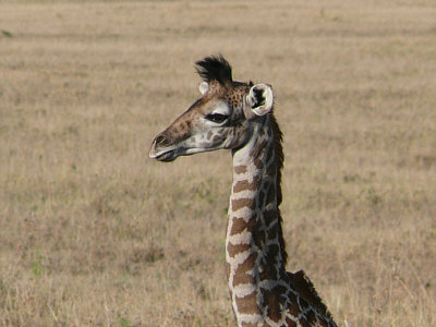 Junge Giraffe in der Maasai Mara