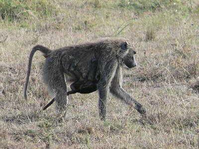 Paviane in der Maasai Mara