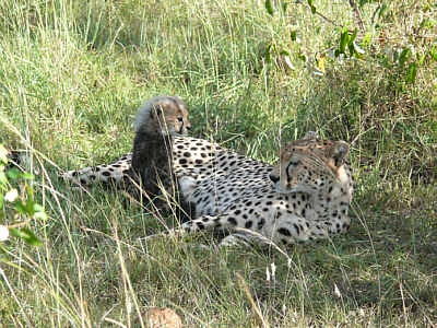 Geparden in der Maasai Mara