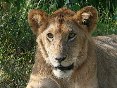 Junger Lwe in der Maasai Mara