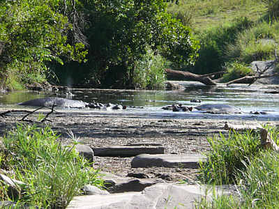 Hippo-Pool in der Maasai Mara