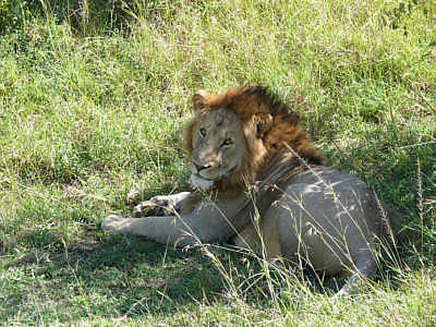 Lwe in der Maasai Mara