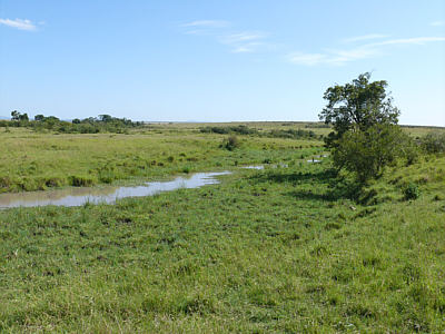 Landschaft in der Maasai Mara