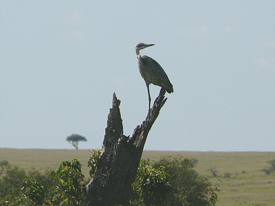 Schwarzhalsreiher in der Maasai Mara