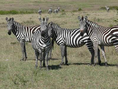 Zebras in der Maasai Mara