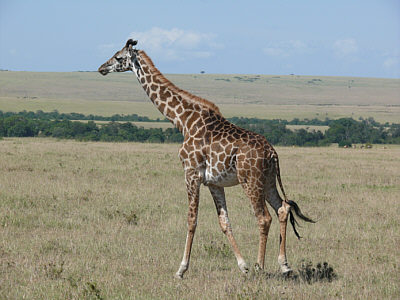 Giraffe in der Maasai Mara
