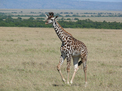 Giraffe in der Maasai Mara