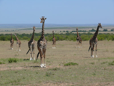 Giraffen in der Maasai Mara
