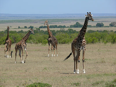 Giraffen in der Maasai Mara