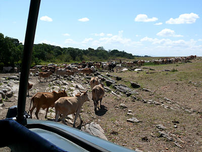 Rinderhirten und ihre Herde am Rande der Maasai Mara