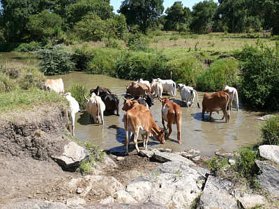 Rinder stillen ihren Durst in einem Fluss am Rand der Maasai Mara