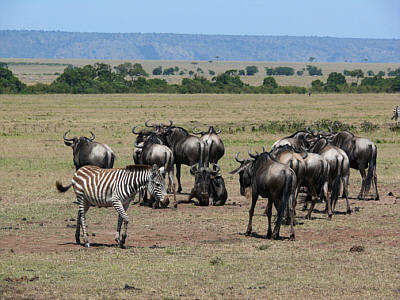 Gnus in der Maasai Mara