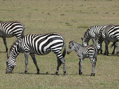 Zebras in der Maasai Mara