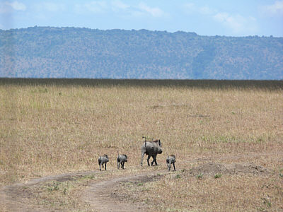 Warzenschweine in der Maasai Mara