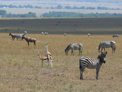 Thomsongazellen, Zebras und Topis in der Maasai Mara