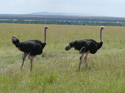Strauße in der Maasai Mara
