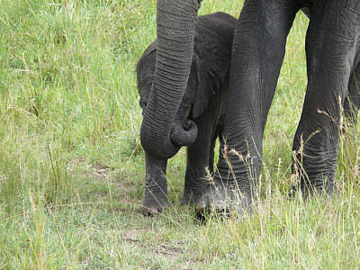 Elefanten in der Maasai Mara
